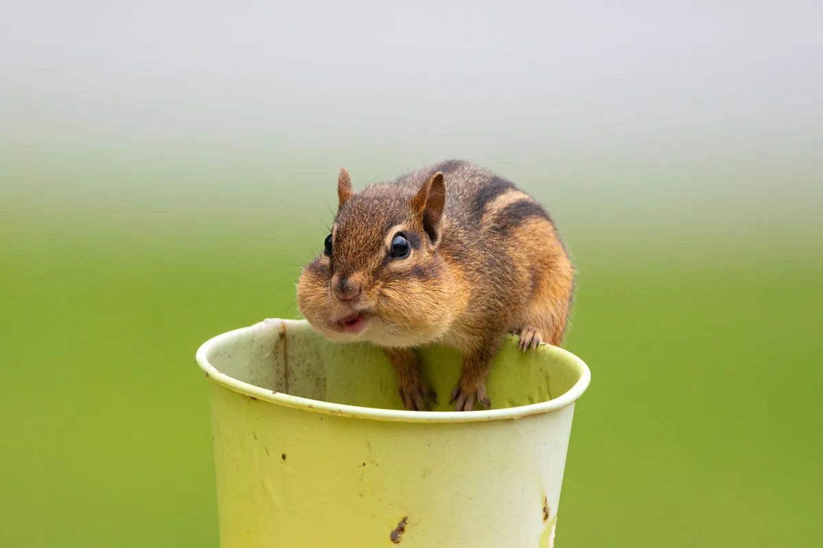 Chipmunk with stuffed cheeks peeking out of a yellow paper cup