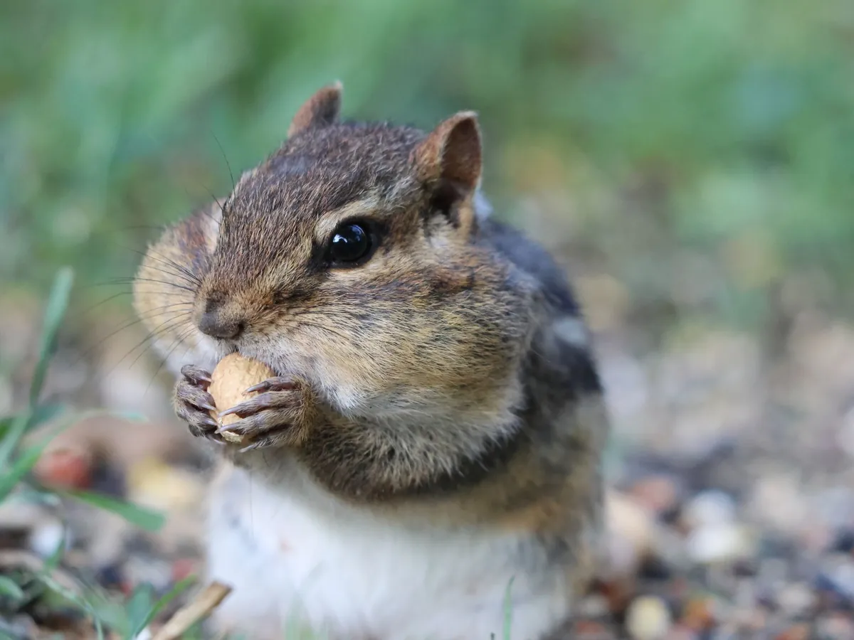Chipmunk nibbling a peanut held in its tiny paws